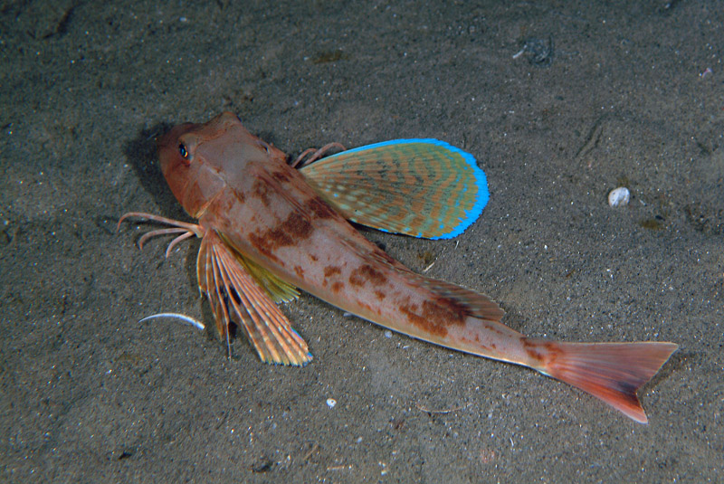 Chelidonichthys lucerna